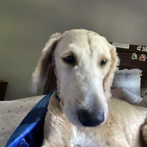 Meet your Posher, Reece